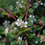  Eichholz madárbirs - Cotoneaster radicans 'Eichholz' - Konténeres
