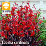 Sun-Life Lobelia cardinalis queen victoria / Tűzpiros lobélia (309) (TN00309)