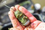 Guru Caged Bait Up Window Feeder 40+50gr Zárt Window Kosár (GWF27)