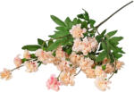 Valex Decor Kerti szegfű ág, 70cm magas - Pink/Krém (LD024-02)