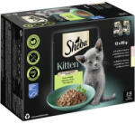Sheba macska tasak MP kitten 12x85g