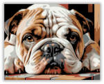  Bulldog Kölyök Pihenő Közeli Portré - számfestő készlet