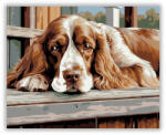  Cocker Spániel a Tornácon - számfestő készlet