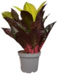  Codiaeum variegatum - Kroton szobanövény 12 cm-es cserépben, 20/30 cm