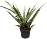  Sansevieria - Szobai szanszeviéria 12 cm-es cserépben, 20/30 cm