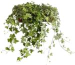  Hedera helix - Közönséges borostyán szobanövény 12 cm-es cserépben, 20/30 cm