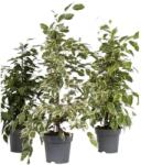  Ficus benjamina 12 cm-es cserépben, kb. 30/40 cm magas