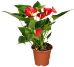  Anthurium flamingóvirág 12 cm-es cserépben 30/40 cm