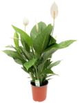  Illatos vitorlavirág (Spathiphyllum wallisii) kb. 20/30 cm 12 cm-es cserépben