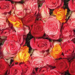  Ti-Flair Szalvéta 33 x 33 cm 3 Rétegű 20 Lap/Csomag Rosas Coloridas (AAC770)