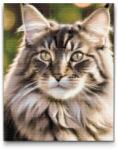  Gyémántszemes kirakó - Maine Coon macska Méret: 30x40cm, Keretezés: Műanyagtáblával, Gyémántok: Négyzet alakú