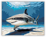  Cápa a Napos Tengerfenéken - számfestő készlet