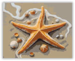  Tengeri Csillag Kagylók Közt - számfestő készlet