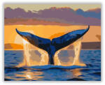  Bálna Farokuszonya Naplementében - számfestő készlet