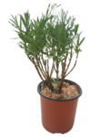 LMM Lavanda in ghiveci 16 - 20 cm (5949352009796)