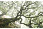 Komar Fototapet vlies Komar PSH092-VD4 The Forgotten Forest 400x250 cm (PSH092-VD4)