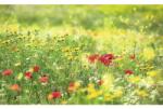 Komar Fototapet vlies Komar SHX9-094 Meadow Magic II 450x280 cm (SHX9-094)