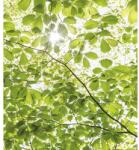 Komar Fototapet vlies Komar SHX5-045 In the Spring Forest 250x280 cm (SHX5-045)
