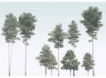 Komar Fototapet vlies R4-040 Pines 400x280 cm (R4-040)