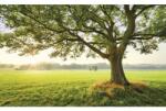 Komar Fototapet vlies Komar SHX9-086 The Magic Tree 450x280 cm (SHX9-086)