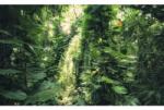 Komar Fototapet vlies Komar SHX9-114 Green Leaves 450x280 cm (SHX9-114)