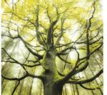 Komar Fototapet vlies Komar SHX6-020 The Dream Tree 300x280 cm (SHX6-020)