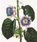 Special Decoration Fototapet vlies Special Decoration Passiflora 243x280 cm (HRBP300078)