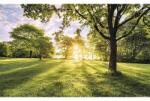 Komar Fototapet vlies Komar PSH054-VD4 Pure Golden Moment 400x250 cm (PSH054-VD4)