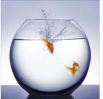 Pure Living Tablou sticlă Pure Living Diving Fish 30x30 cm (GLA495A)