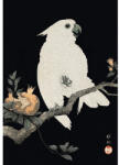 Special Decoration Fototapet vlies Special Decoration Cockatoo 194x280 cm (HRBP200075)