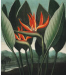 Special Decoration Fototapet vlies Special Decoration Strelitzia 243x280 cm (HRBP300039)