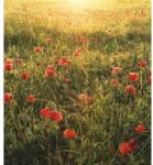 Komar Fototapet vlies Komar SHX5-071 Poppy World 250x280 cm (SHX5-071)