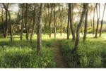 Komar Fototapet vlies Komar SHX9-011 Magic Flower Forest 450x280 cm (SHX9-011)