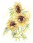 Komar Fototapet vlies Komar X4-1008 Girasol 200x250 cm (X4-1008)