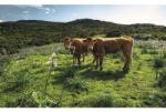 Komar Fototapet vlies Komar SHX9-051 Kow Paradise 450x280 cm (SHX9-051)