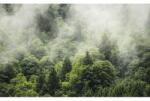 Komar Fototapet vlies Komar PSH061-VD4 Pure Forest Land 400x250 cm (PSH061-VD4)
