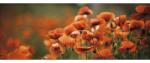 Pure Living Tablou sticlă Pure Living Orange Poppies I 50x125 cm (GLA1267O)