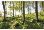 Komar Fototapet vlies Komar SHX9-102 Beech Spectacle 450x280 cm (SHX9-102)