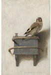Special Decoration Fototapet vlies Special Decoration Goldfinch 194x280 cm (HRBP200031)