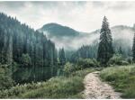 Pure Living Tablou canvas Pure Living Forest Trail 84x116 cm (AN1510W5)