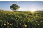 Komar Fototapet vlies Komar SHX9-034 Spring in the Countryside 450x280 cm (SHX9-034)