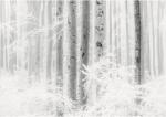 Komar Fototapet vlies Komar R4-043 Winter Wood 400x280 cm (R4-043)