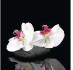 Pure Living Tablou sticlă Pure Living White Orchid V 20x20 cm (GLA1340D)
