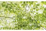 Komar Fototapet vlies Komar SHX9-045 In the Spring Forest 450x280 cm (SHX9-045)