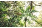 Komar Fototapet vlies Komar SHX9-128 Touch the Jungle 450x280 cm (SHX9-128)