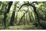Komar Fototapet vlies Komar SHX9-104 Ancient Green 450x280 cm (SHX9-104)