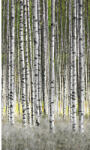 Marburg Fototapet vlies Marburg Smart Art Easy 47220 pădure mesteceni 159x270 cm (47220)