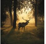 Pure Living Tablou sticlă Pure Living Deer & Sun 30x30 cm (GLA1818A)