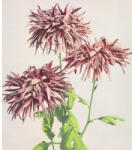 Special Decoration Fototapet vlies Special Decoration Crizanteme 243x280 cm (HRBP300035)