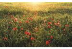 Komar Fototapet vlies Komar SHX9-071 Poppy World 450x280 cm (SHX9-071)